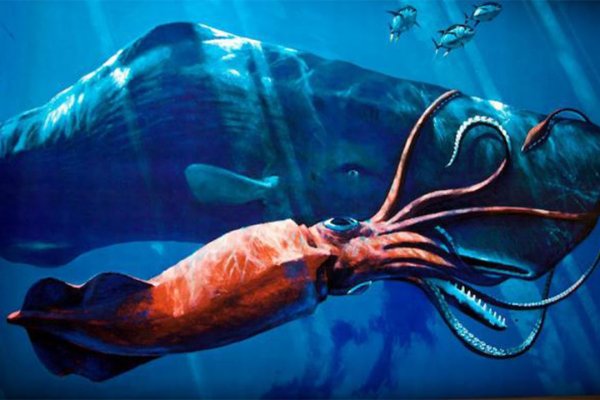 Kraken18 at