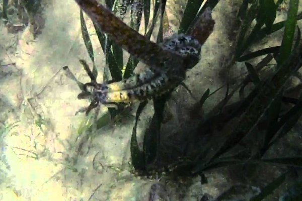 Kraken13at